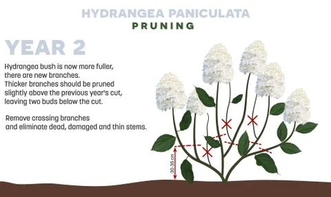Hydrangea paniculata pruning Year 2 Stock Illustration