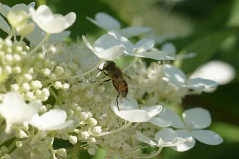  Hydrangea paniculata, Rispenhortensie Hydrangea paniculata, Rispenhortens... Stock Photos