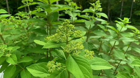 Hydrangea Paniculata Siebold Phantom Flower Buds Stock Footage 112462507
