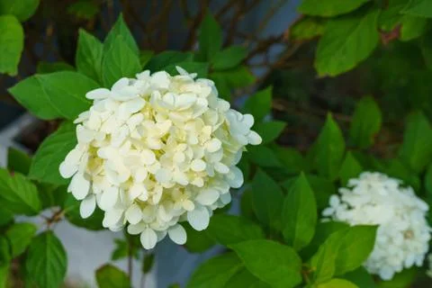 Hydrangea paniculata Skyfall is a compact shrub consisting of sterile white f Stock Photos