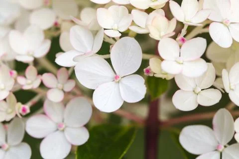 Hydrangea paniculata Vanille Fraise, Paniculate Hydrangea Rehny close up Stock Photos