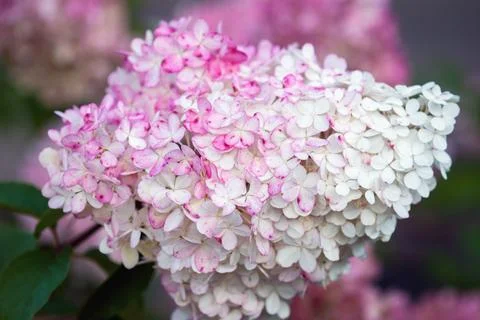 Hydrangea paniculata Vanille Fraise Stock Photos