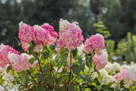 Hydrangea paniculata Vanille Fraise on a stem Stock Photos
