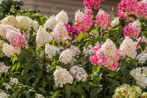 Hydrangea paniculata Vanille Fraise on a stem Foto stock