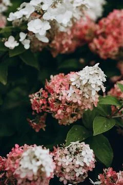 Hydrangea paniculata Vanille Fraise on a stem Stock Photos