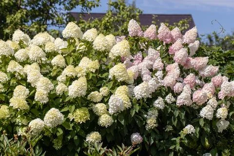 Hydrangea paniculata Vanille Fraise on a stem Stock Photos