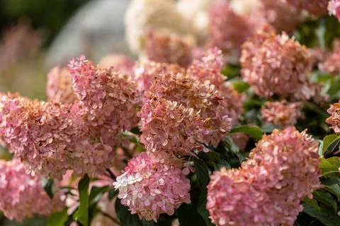 Hydrangea paniculata Vanille Fraise on a stem Stock Photos