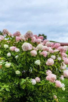 Hydrangea paniculata Vanille Fraise on a stem Stock Photos