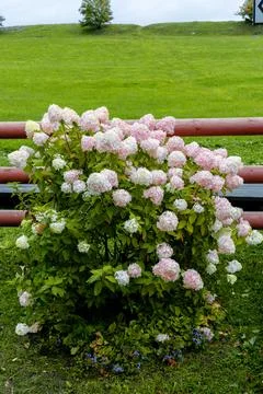 Hydrangea paniculata Vanille Fraise on a stem Stock Photos