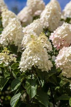 Hydrangea paniculata Vanille Fraise on a stem Stock Photos