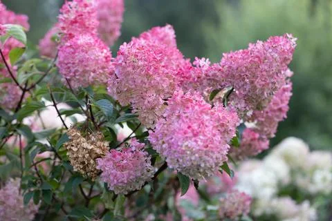 Hydrangea paniculata Vanille Fraise on a stem Stock Photos
