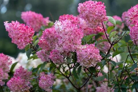 Hydrangea paniculata Vanille Fraise on a stem Stock Photos