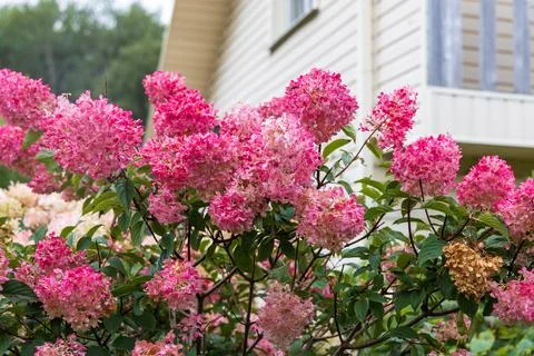 Hydrangea paniculata Vanille Fraise on a stem Stock Photos