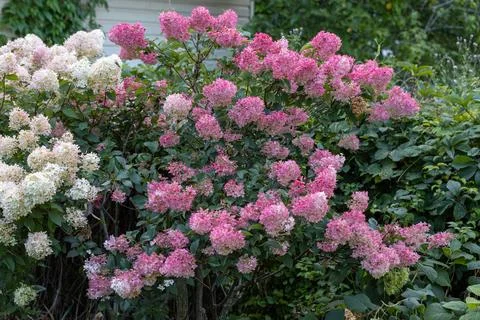Hydrangea paniculata Vanille Fraise on a stem Stock Photos