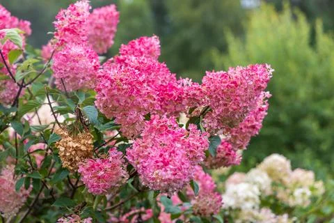 Hydrangea paniculata Vanille Fraise on a stem Stock Photos