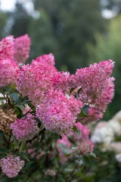 Hydrangea paniculata Vanille Fraise on a stem Stock Photos