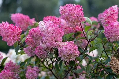 Hydrangea paniculata Vanille Fraise on a stem Foto stock