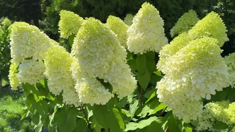Hydrangea paniculata white green blooming shrub. Stock Footage 340863335