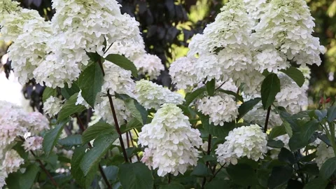 Hydrangea paniculata. White large beautiful flowers close swaying in the wind. Stock Footage 145805106