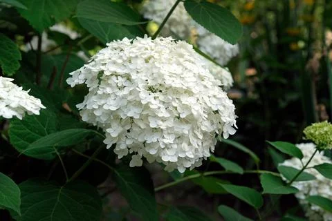 Hydrangea paniculata White light in the garden in summer. Stock Photos