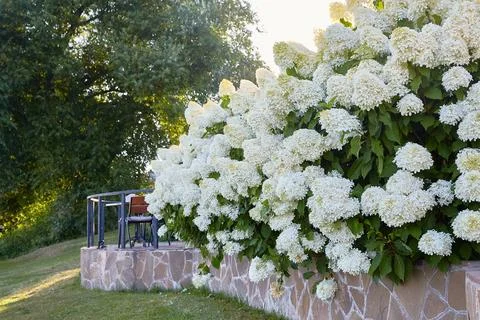 Hydrangea paniculate fence made of natural stone. A huge trend in landscape Stock Photos