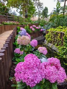 Hydrangea Path Beside a Tranquil Garden Stream Foto stock