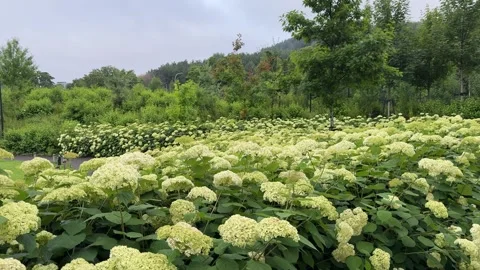 Hydrangea Path In Japanese Garden Vilnius Stock Footage 339579830