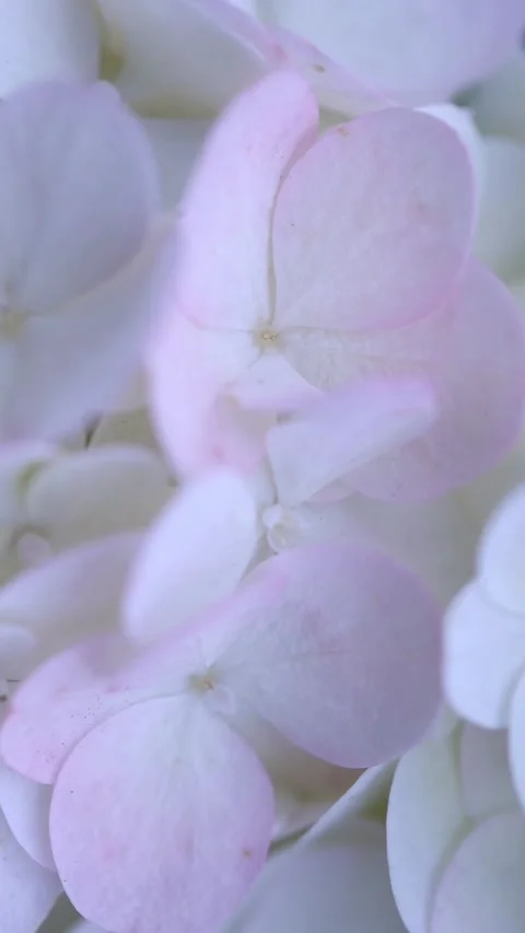Hydrangea petals are close Stock Footage 211368643