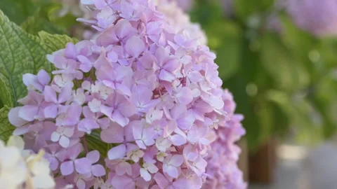 Hydrangea petals closeup with vibrant colors. Great for gardening, wedding Video stock 317317044
