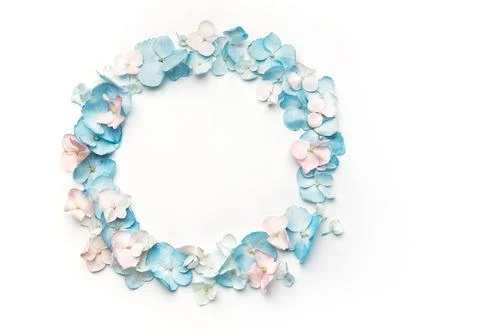 Hydrangea petals forming round frame on white background Stock Photos
