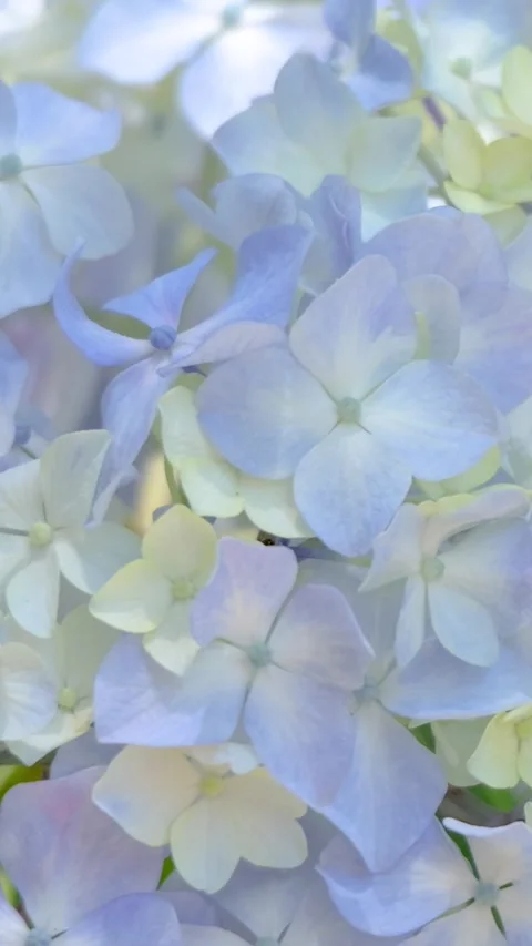 Hydrangea petals gently swaying in the breeze Vídeos de archivo 336297332