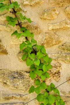 Hydrangea petiolaris. Stock Photos