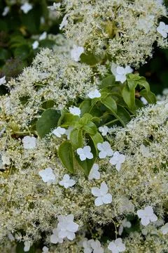 Hydrangea petiolate in the spring garden. Stock Photos
