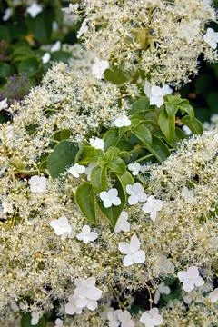 Hydrangea petiolate in the spring garden. Stock Photos