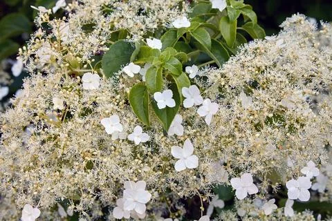 Hydrangea petiolate in the spring garden. Stock Photos
