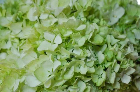 Hydrangea Stock Photos