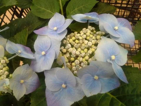 Hydrangea Stock Photos