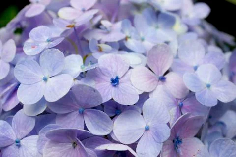 Hydrangea Stock Photos