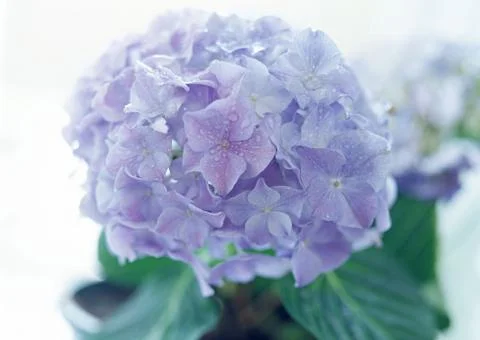 Hydrangea Stock Photos