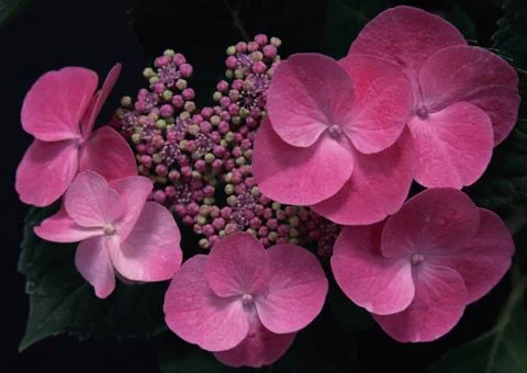 Hydrangea Stock Photos
