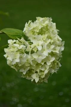 Hydrangea 写真素材