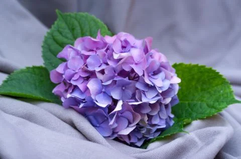 Hydrangea Stock Photos