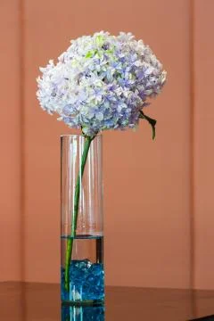 Hydrangea Stock Photos