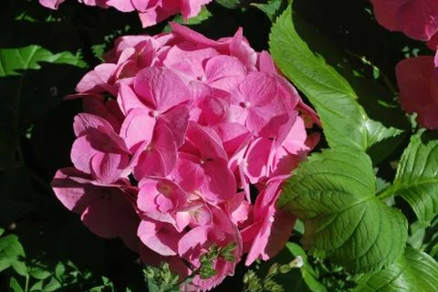 Hydrangea Stock Photos