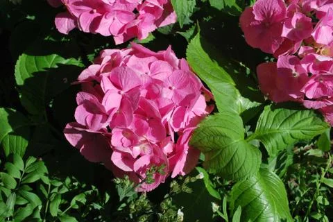 Hydrangea Stock Photos