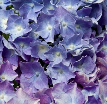 Hydrangea 写真素材