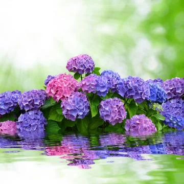 Hydrangea Stock Photos