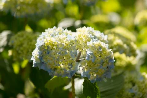 Hydrangea Stock Photos