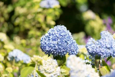 Hydrangea Foto stock
