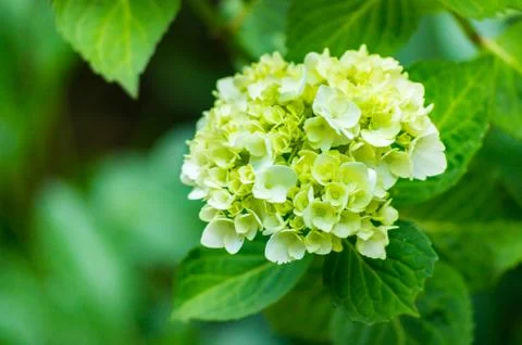 Hydrangea Stock Photos